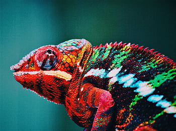 Close-up of a colorful chameleon showcasing vibrant red and green hues in Calgary, Canada. HD wallpaper