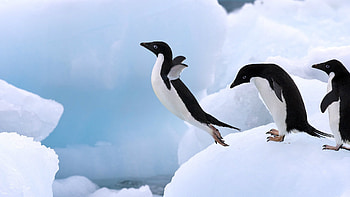 Jumping Penguin HD wallpaper