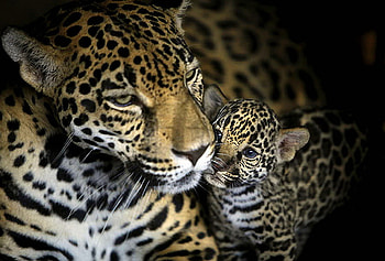 New life, leopard, affection, cub, family, mother, hunters, spotted HD wallpaper