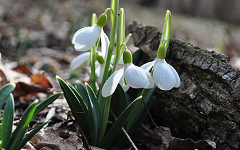 Flowers, Grass, Snowdrops, Macro, Petals, Land, Earth HD wallpaper