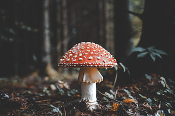 Nature, Autumn, Mushroom, Foliage, Toadstool, Fly Agaric HD wallpaper