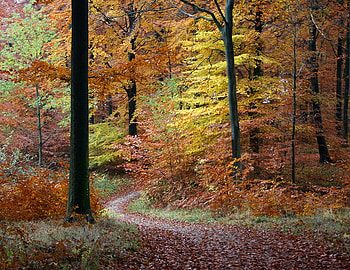 A Curved Path, autumn, colors, leaves, path HD wallpaper