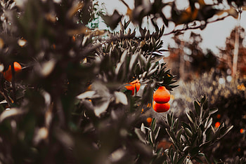 Fruits, Food, Oranges, Plant, Branches, Citrus HD wallpaper