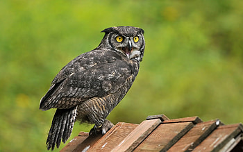 Animals, Owl, Bird, Predator, Sight, Opinion HD wallpaper