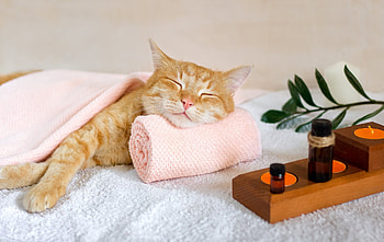 Spa Kitty, cats, tabby, kitty, animals HD wallpaper