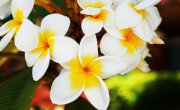 Flowers, Plant, Macro, Petals HD wallpaper