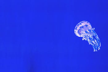 A mesmerizing jellyfish captivates against a vibrant blue ocean backdrop. Perfect for aquatic themes. HD wallpaper