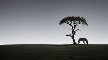 Zebra Twilight Harmony, zebra, animals, silhouette, artist, artwork, digital-art HD wallpaper