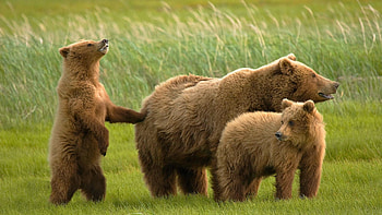 Animals, Grass, Bears, Family HD wallpaper