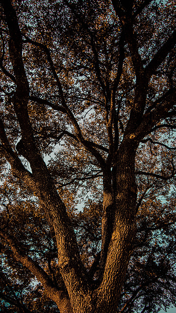 Nature, Leaves, Wood, Tree, Branches, Bark HD phone wallpaper