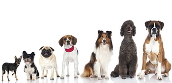 Dogs, animal, puppy, collie HD wallpaper