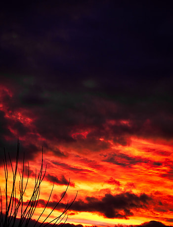Nature, Sunset, Sky, Clouds, Branches HD phone wallpaper