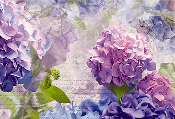 Floral background, background, letter, delicate, leaves, floral, beautiful, flowers, lovely HD wallpaper
