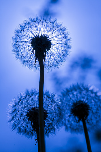 Flower, Macro, Dandelion, Fluff, Fuzz HD phone wallpaper