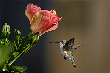 ultra , , Incredible resolution, Crystal-clear HD wallpaper