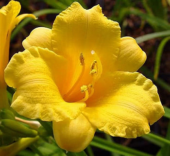 yellow beauty, macro, beauty, yellow, lily HD wallpaper