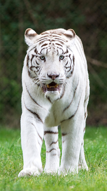White Tiger, Snow Tiger, Bengal Tiger, anow tiger HD phone wallpaper