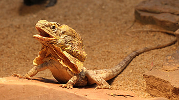 Frilled-neck lizard , to adore, Lizard love, High-resolution visuals HD wallpaper