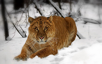 Animals, Snow, To Lie Down, Lie, Muzzle, Predator, Tiger HD wallpaper