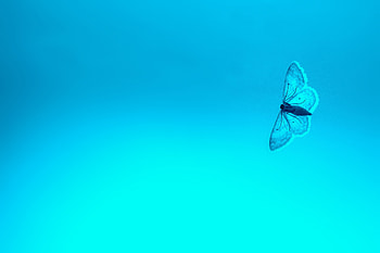 Background, Macro, Insect, Butterfly, Gradient HD wallpaper