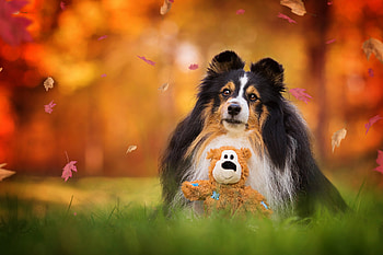 Cute puppy, Park, Dog, Teddy bear, Autumn, Grass HD wallpaper