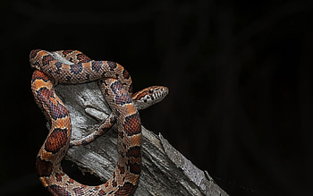 Pantherophis, Snakes HD wallpaper