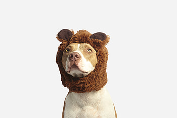 Funny, Animals, Dog, Cool, Cap, Pit Bull, Pitbull HD wallpaper