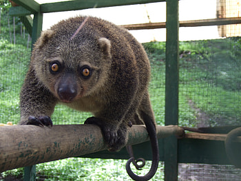 Phalangeroidea, Unique mammal, Media encyclopedia, Conservation efforts HD wallpaper