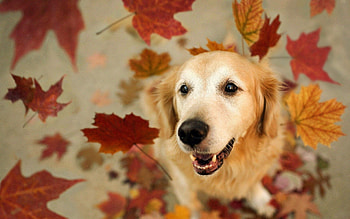 Aidi dog, Fall season, Adorable pet, Fall dog HD wallpaper