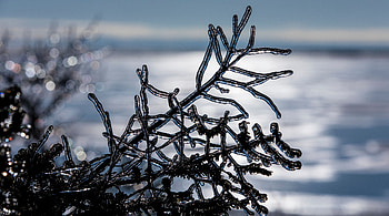 Winter, Ice, Macro, Branch HD wallpaper