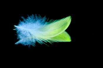 A close-up of a colorful feather with fine details and reflections on a black background. HD wallpaper