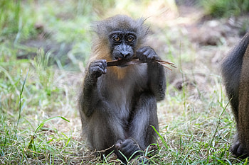 Funny, Animals, Monkey, Wildlife, Cool, Primate HD wallpaper