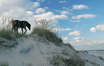 Born to be Wild, sky, grass, horse, dunes, clouds HD wallpaper
