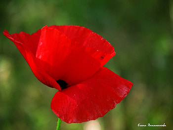 Plants, Flowers, Poppies HD wallpaper