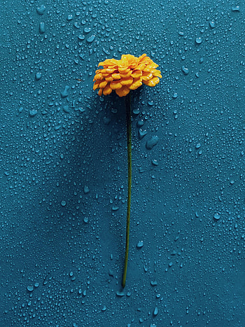 Flowers, Water, Drops, Flower, Gerbera HD phone wallpaper