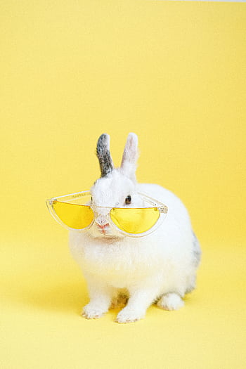 Adorable bunny wearing yellow sunglasses against a vibrant yellow backdrop, exuding cool and humorous vibes. HD phone wallpaper