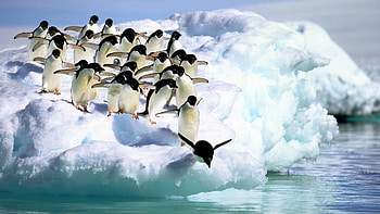 Penguin background, Zoey's creation, Tremendous beauty, Artistic portrayal HD wallpaper