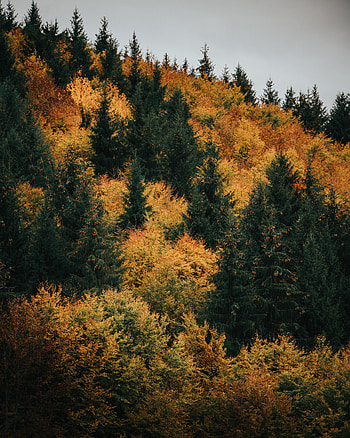 Nature, Trees, Autumn, Forest HD phone wallpaper