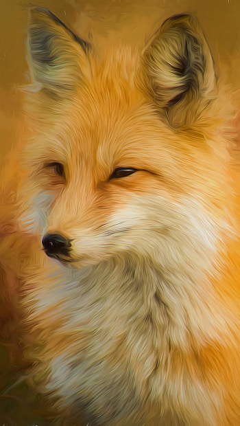 Drawing, Foxes HD phone wallpaper