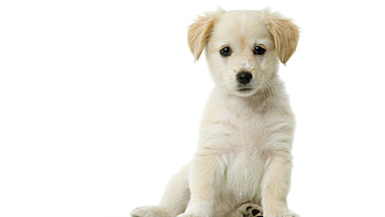 Animals, Sit, Beautiful, Puppy, Kid, Tot, Snow White, Waiting, Expectation, Snow-White HD wallpaper