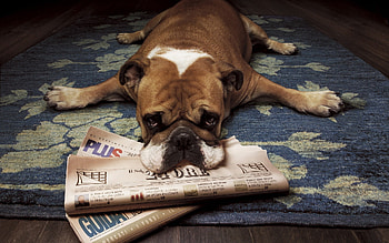 Animals, Dogs HD wallpaper