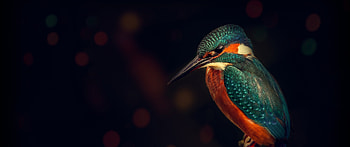 bird , Wildlife, Dark background, Animals HD wallpaper