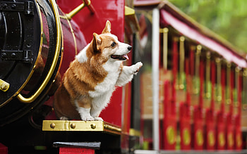 Corgi, dog, train, wave HD wallpaper
