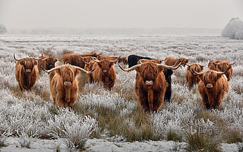 Cow , Bovine beauty, Farm animals, Countryside scenes HD wallpaper