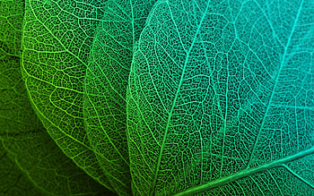 Leaf Macro Stock, leaf, macro, stock, nature HD wallpaper