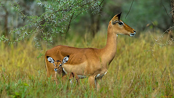 18 antelope , African wildlife, Striking ry, Nature's beauty HD wallpaper