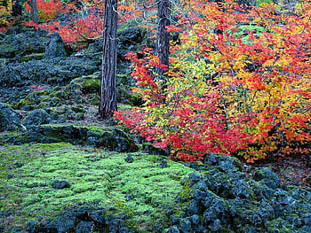 Nature, Trees, Grass, Autumn, Leaves HD wallpaper