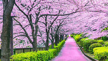 Beautiful Park Scenery Path Between Bushes Plants Pink Blossom Trees Branches Nature HD wallpaper