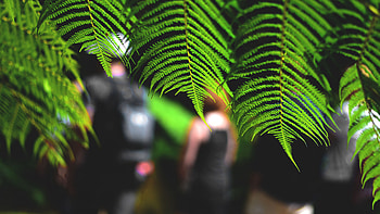 Green Fern Leaves Tree Branches Blur Bokeh Background Macro HD wallpaper