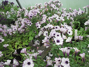 Flowers day at the greenhouse 45, purple, white, graphy, green, Flowers, Petunias HD wallpaper